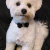 BrimleyTheBichon