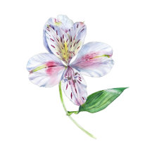 Spring Botanical Watercolors