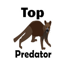 Fossa Madagascar Carnivore Top Predator 