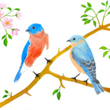 Bluebirds