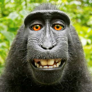 The World of Animals