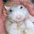 The Rodent Reader Quarterly magazine