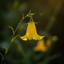 Flores para el Alma / Flowers for the Soul