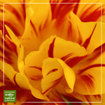 WWN Flowers (Daffodils)