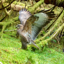 Wildlife, Crystals, Dragons and Scenery Jigsaws