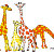 PRLimagesGiraffes