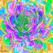 Rainbow Colors Fiesta Succulent Sedum Rosette