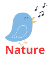 Bird Design Collection: Elegant Avian Art 