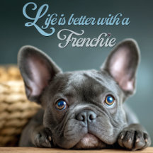 French Bulldogs | Frenchies