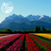 Argentine Genealogy Designs