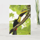 Swainson Toucan Exotic Bird カード (正面)
