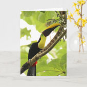 Swainson Toucan Exotic Bird カード (黄色い花)
