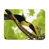 Swainson Toucan Exotic Bird マグネット (横)