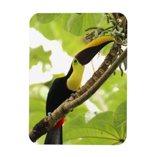 Swainson Toucan Exotic Bird マグネット (縦)