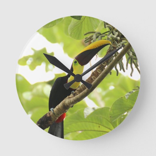Swainson Toucan Exotic Bird ラウンド壁時計 (正面)