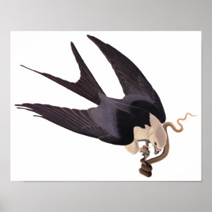 Swallow Tailed Hawk with Snake Vintage Audubon ポスター