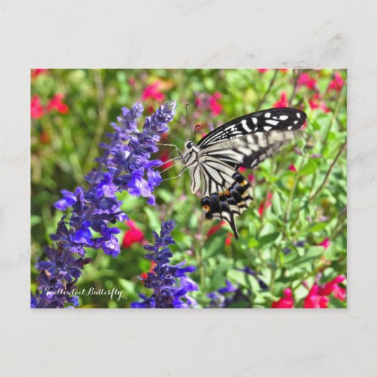 Swallowtail Butterfly ポストカード (正面)