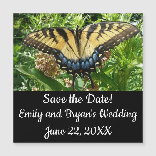 Swallowtail Butterfly II at Shenandoah (正面)