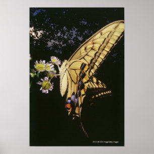 Swallowtail Butterfly on flower, close up ポスター