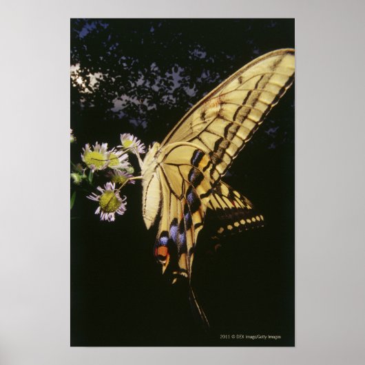 Swallowtail Butterfly on flower, close up ポスター (正面)