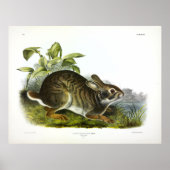 Swamp Hare (Swamp Rabbit)by Audubon ポスター (正面)