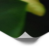 Swamp Magnoliaポスター ポスター (角)