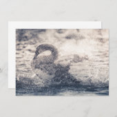 Swan自然フォトカード (正面/裏面)