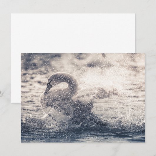 Swan自然フォトカード (正面/裏面)