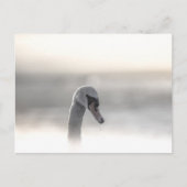 Swan自然写真 ポストカード (正面)