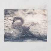 Swan自然写真 ポストカード (正面)