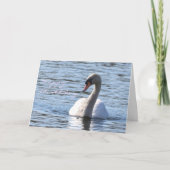 Swan birthday  カード (正面)