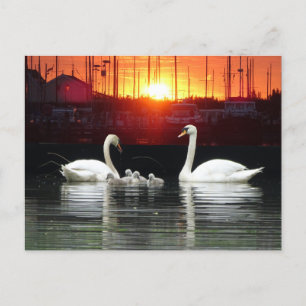 Swan Family in Harbor Cust.BG DIYポストカード ポストカード