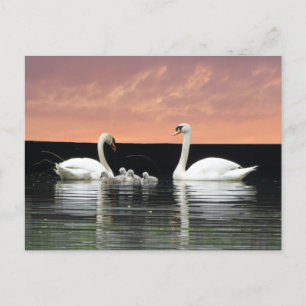 Swan Family in Harbor Sky Cust.BG DIYポストカード ポストカード