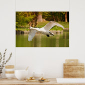 Swan In Flight ポスター (キッチン)