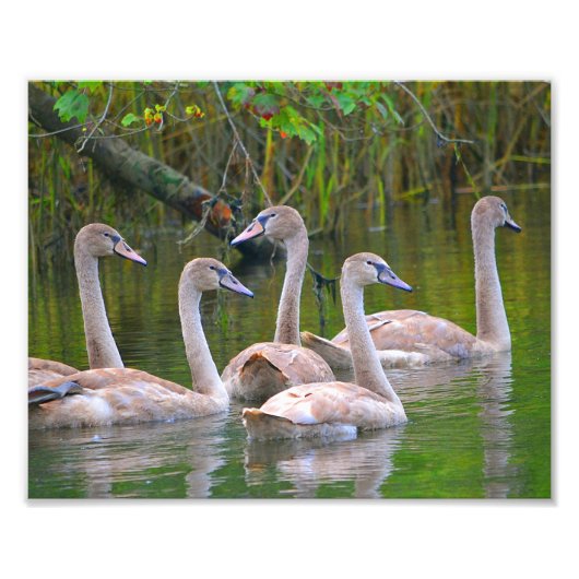 Swan Photoプリント フォトプリント (正面)