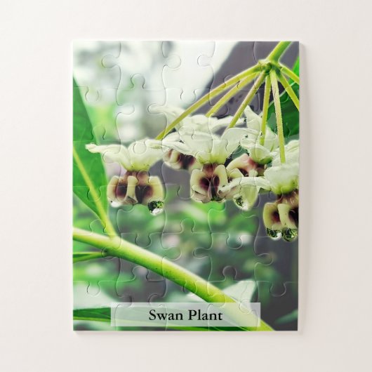 Swan Plant: Monarch’s First Home 30 Pcs ジグソーパズル (縦)