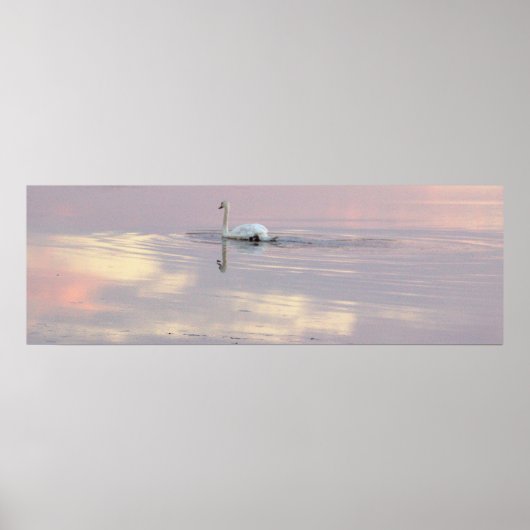 Swan Reflections Poster ポスター (正面)