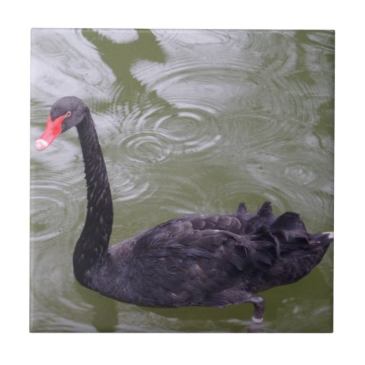 Swan Small （4.25インチx 4.25インチ）セラミック写真タイル タイル (正面)