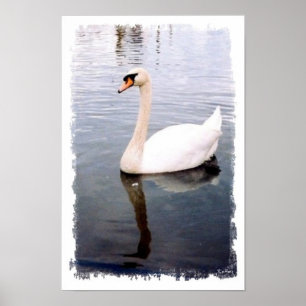 Swan Swans Birds Waterbirds Photography ポスター