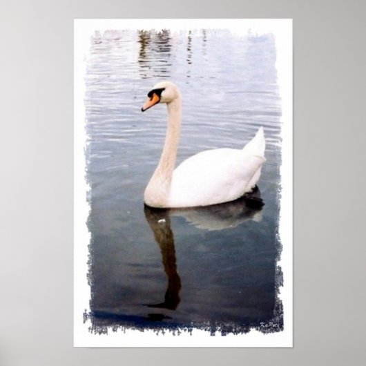 Swan Swans Birds Waterbirds Photography ポスター (正面)
