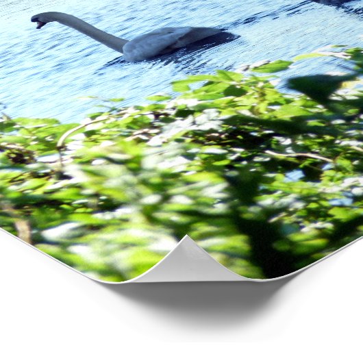 Swan With Cygnets On River. ポスター (角)