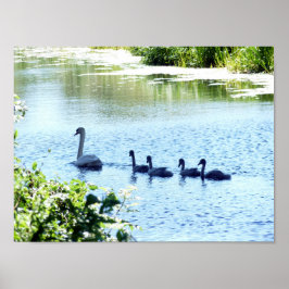 Swan With Cygnets On River. ポスター
