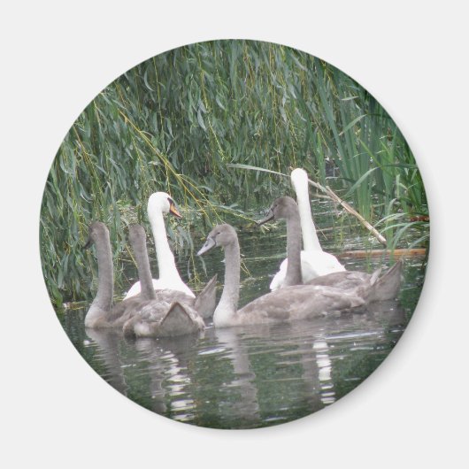 SWansおよびCygnetsマグネット マグネット (正面)