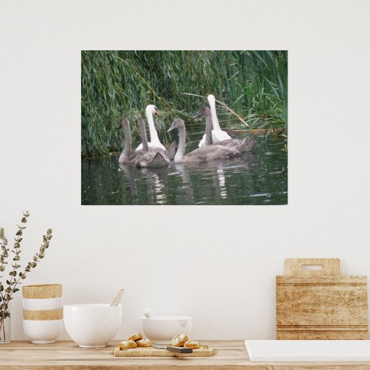 Swans and Cygnets Poster ポスター (キッチン)
