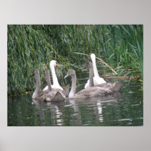 Swans and Cygnets Poster ポスター