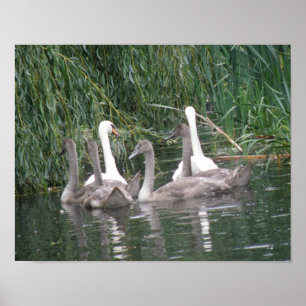 Swans and Cygnets Poster ポスター