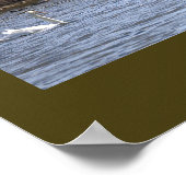 Swans on the Pond Poster ポスター (角)