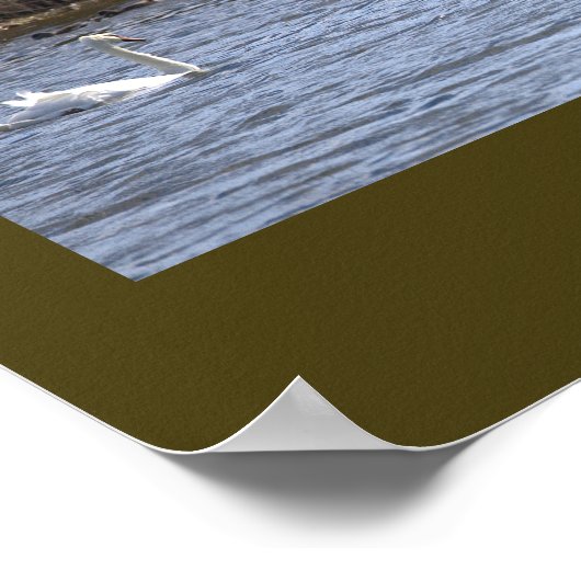 Swans on the Pond Poster ポスター (角)