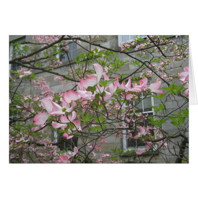 Swarthmoreの大学の春 (正面横)