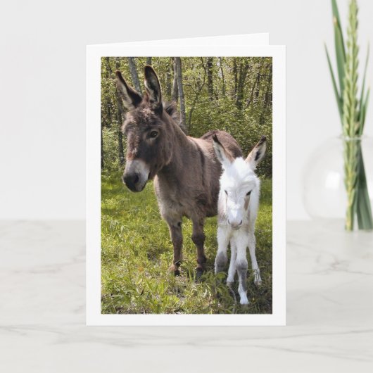 Swee'pea カード (正面)